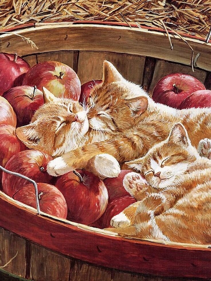 А мы-то думали, что котов не любим...