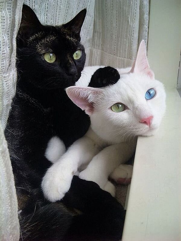 https://www.pinterest.ru/pin/674343744183385447/?nic=1a