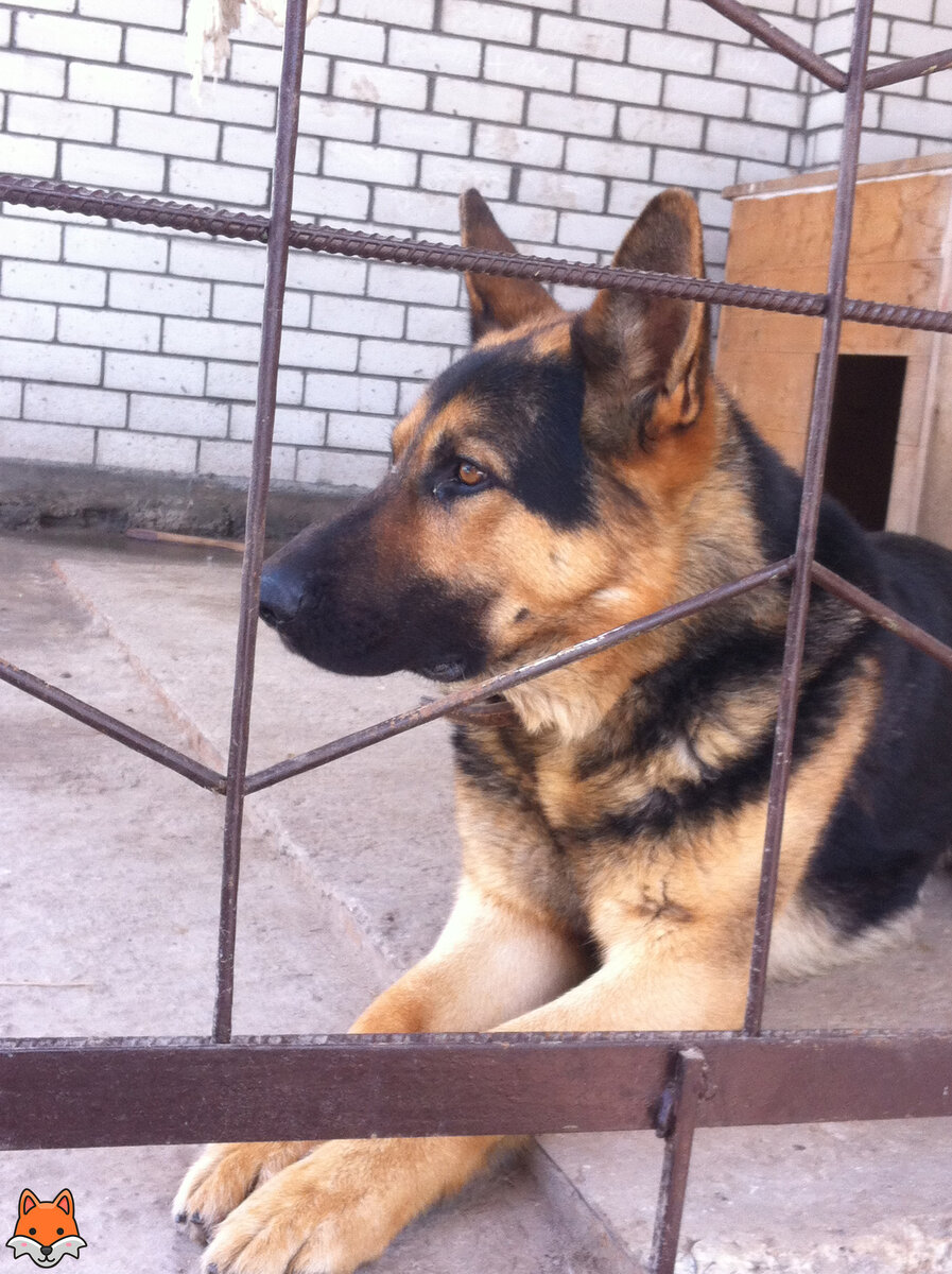 Зевс, 6-7 лет.