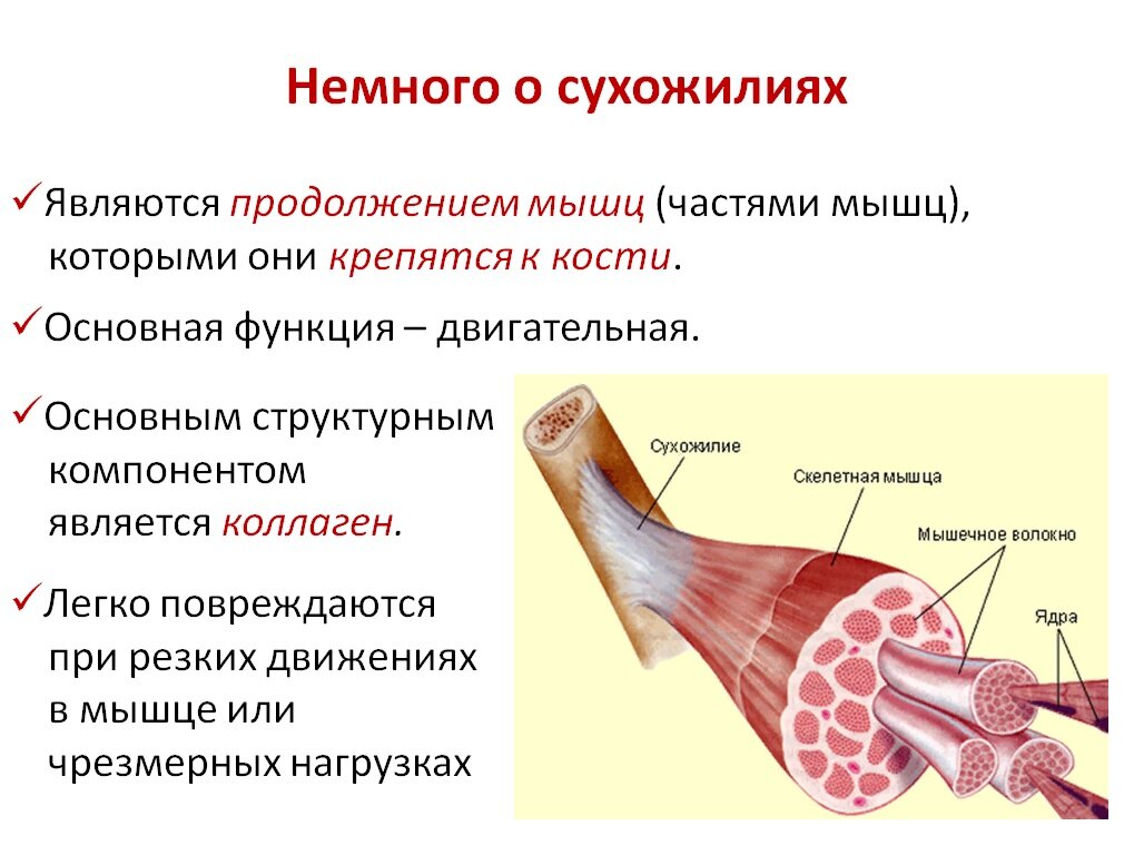 Связки сухожилия образованы. Связки сухожилия образованы