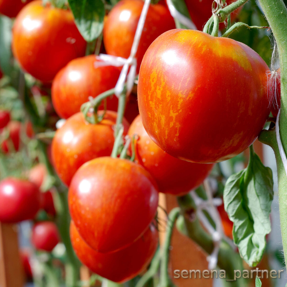 Семена партнёр томат сердцевидный полосатый