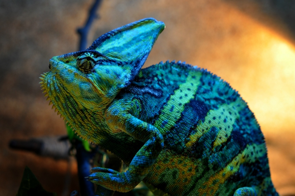 Хамелеон шлемоносный. Йеменский хамелеон хамелеоны. Хамелеон йеменский шлемоносный самка. Йеменский хамелеон самка. Пантеровый хамелеон малыши.