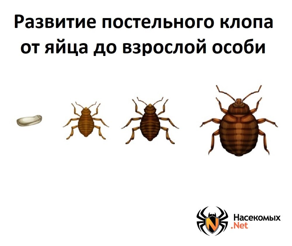 Развитие постельных клопов