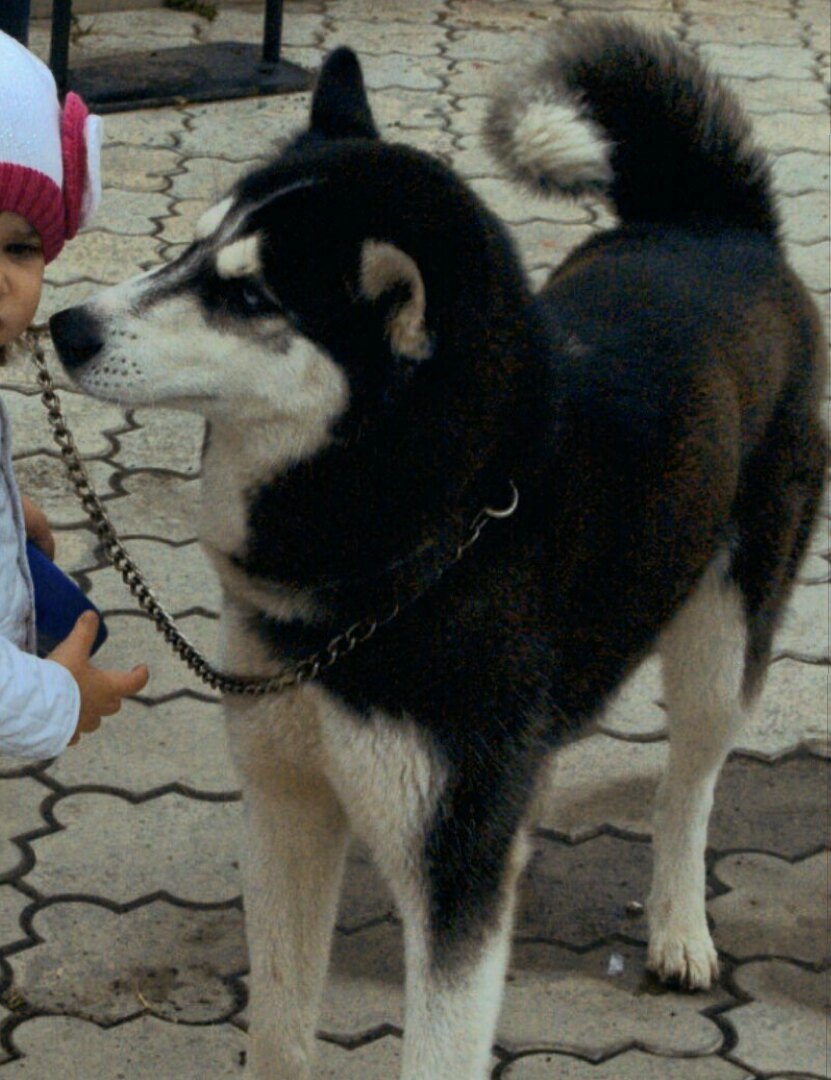 Ума- умнейший пёс !