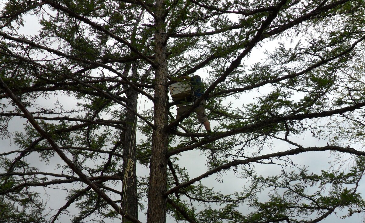 Установка ловушки на лиственницу.