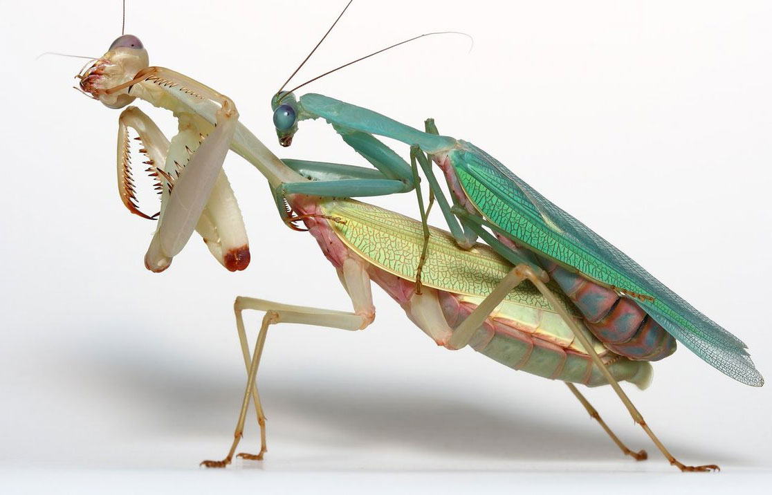 Самка богомола 1 2. Богомол Mantis religiosa самка. Ischnomantis Gigas богомол. Самка богомола и самец богомола. Богомолы и самки Богомолов.