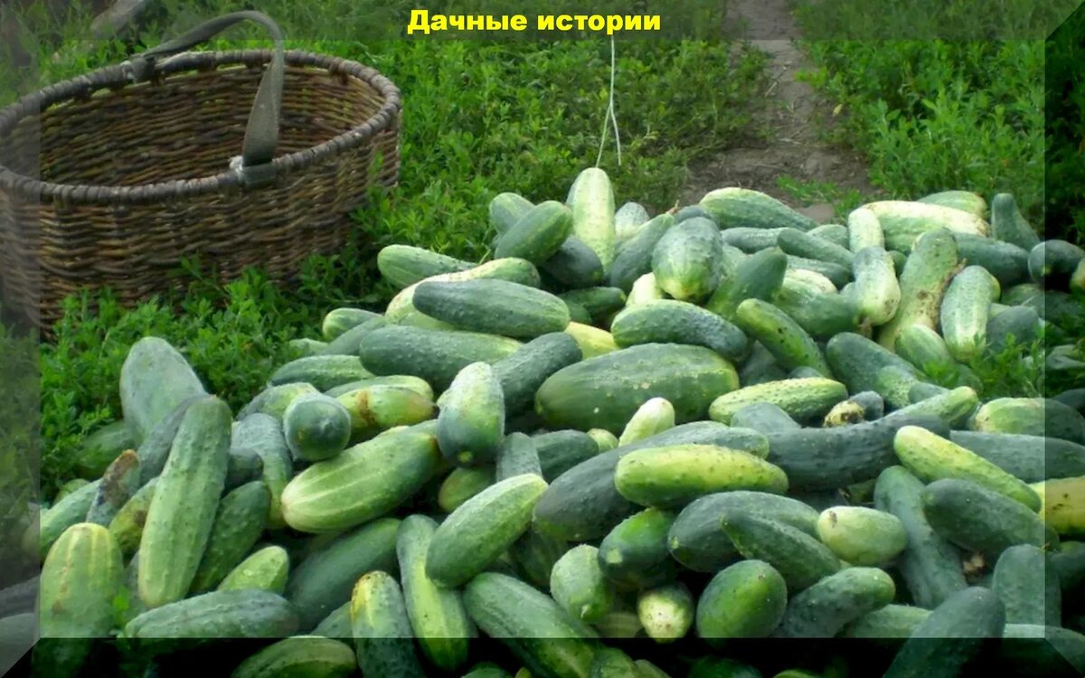 https://vk.com/photo-159774511_457243086