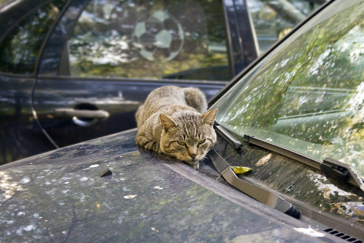 Кот в машине. Кошка в автомобиле. Кошка на капот автомобиля. Кот на капоте машины. Котик из машины.