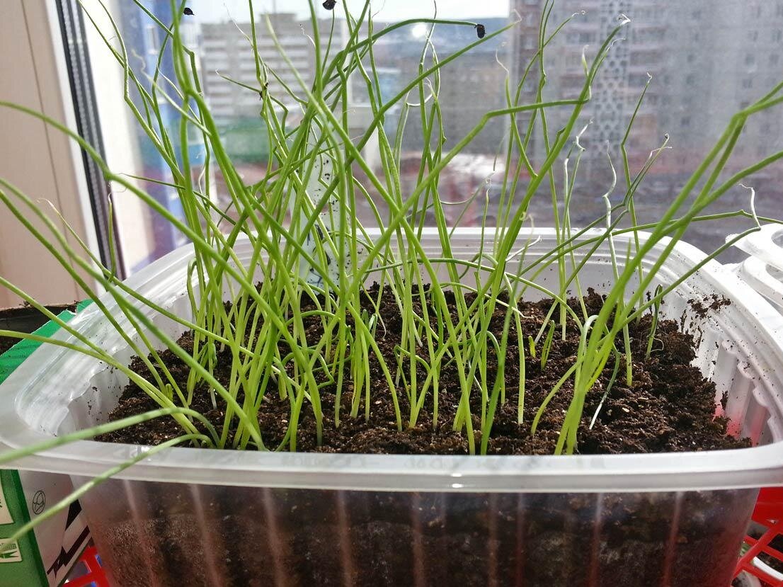 Эксибишен семенами. Через сколько всходит лук эксибишен. Лук эксибишен рассада. Лук эксибишен. Лук порей эксибишен.