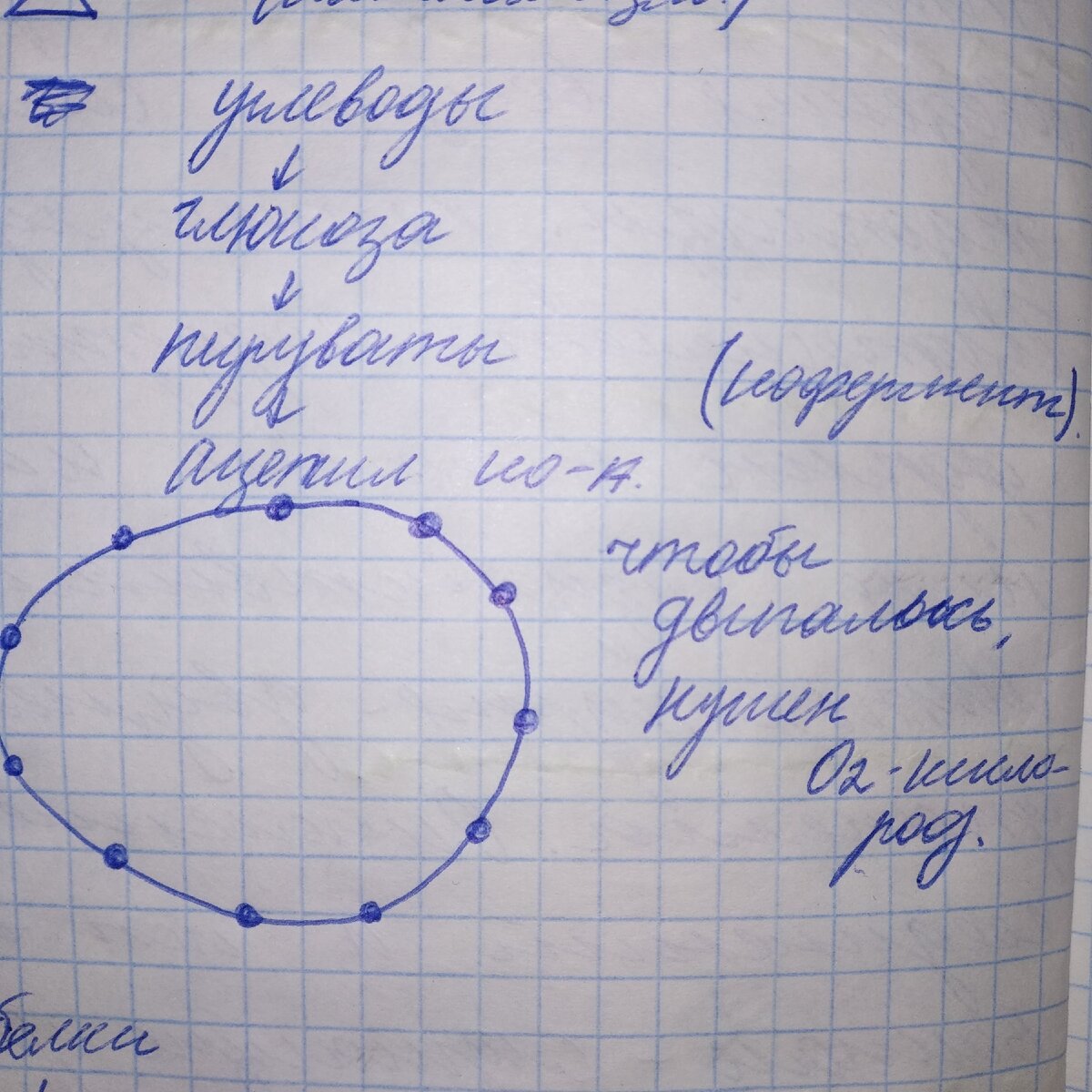Цикл Кребса