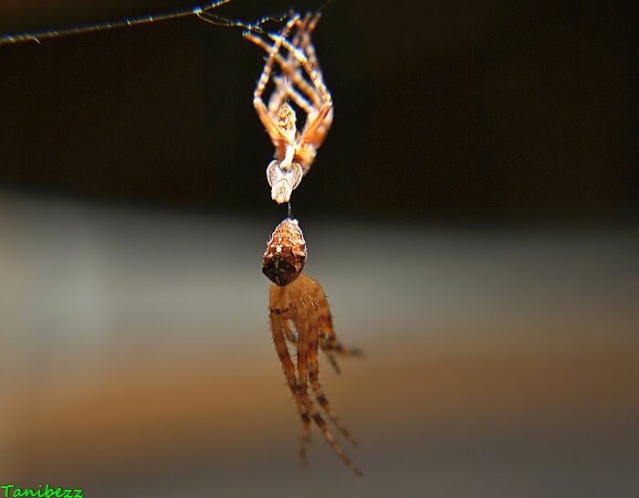 Крестовик обыкновенный / Araneus diadematus