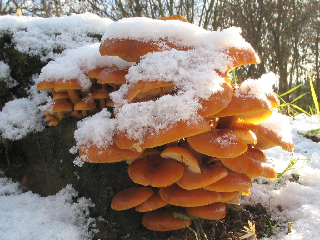 Опёнок зимний (Flammulina velutipes) Яндекс.Картинки