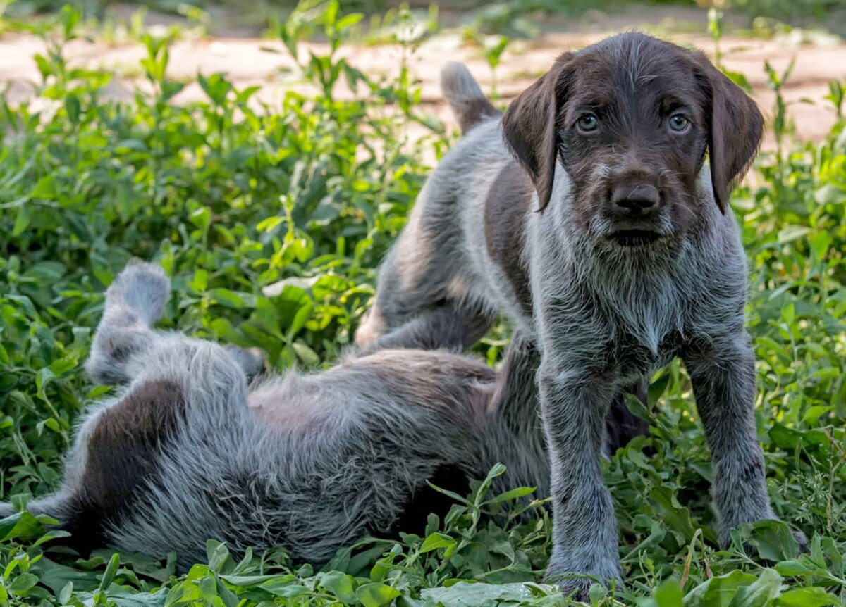 Щенки Дратхаара питомник As-Kuly - Самарская область - Hunting dog