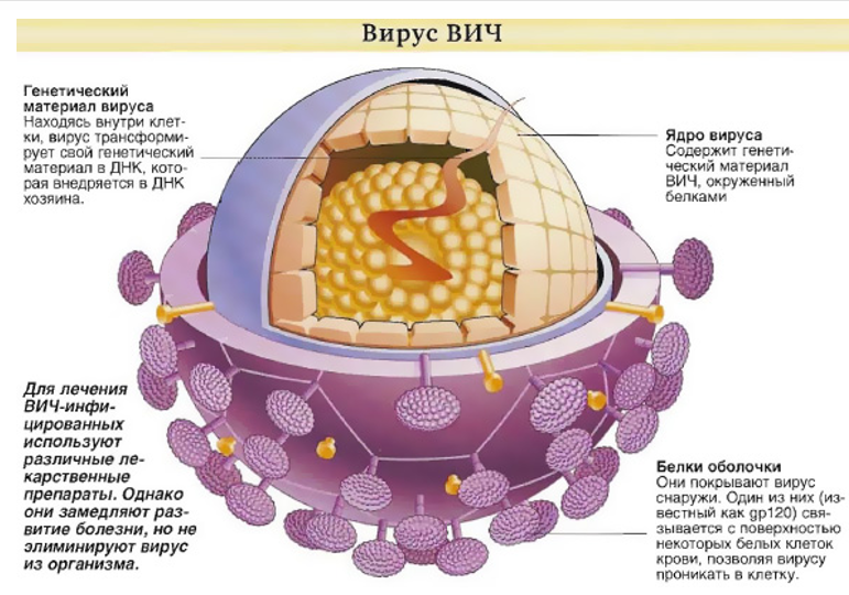 Клетка вич картинка