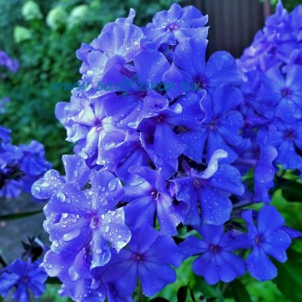 Флокс Blue Boу. 