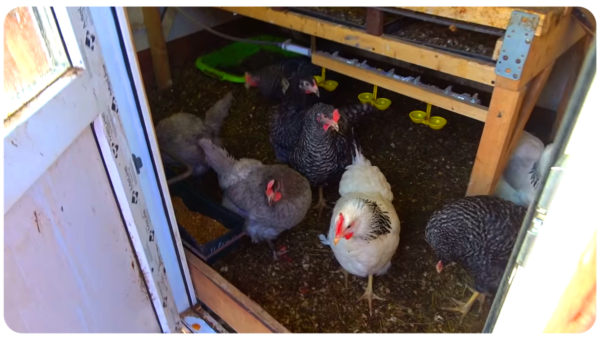 Наши курочки