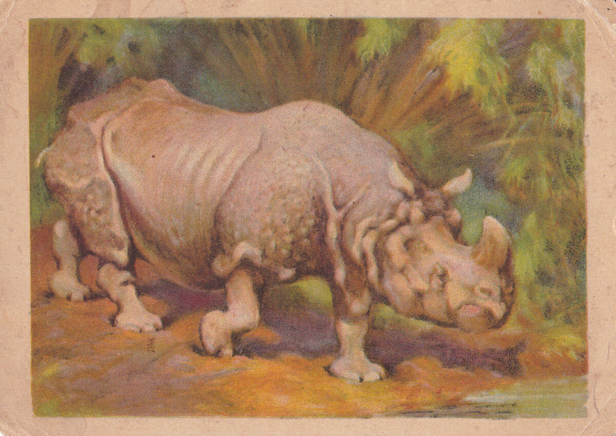 Открытка "Носорог", авт. В.А. Ватагин - М.: Государственное издательство, 1950-е, Фото из архива коллекции "Фарфоровый заповедник" 