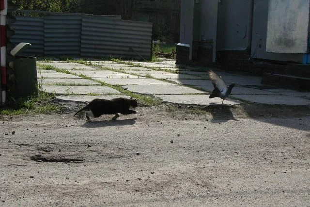 Кошка на КПП Припять (Источник:ratenews.ru)