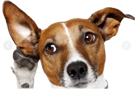  Изображение взято с сайта petstory.ru