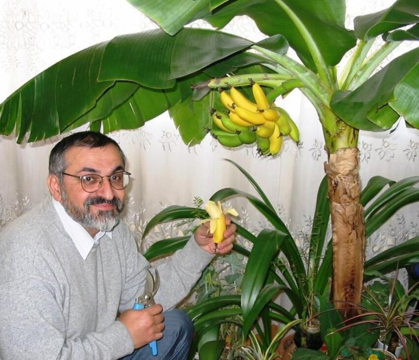 Как вырастить банан в домашних условиях: экзотика шаговой доступности