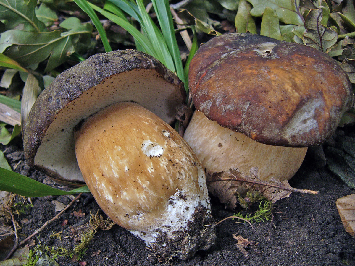 Какие грибы самые. Белый гриб бронзовый Boletus aereus. Боровик бронзовый. Гриб бронзовый Боровик. Болет бронзовый съедобный гриб.