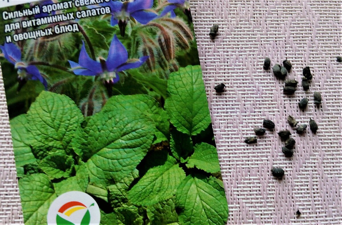 Огуречная трава, или бораго, семена. Фото автора