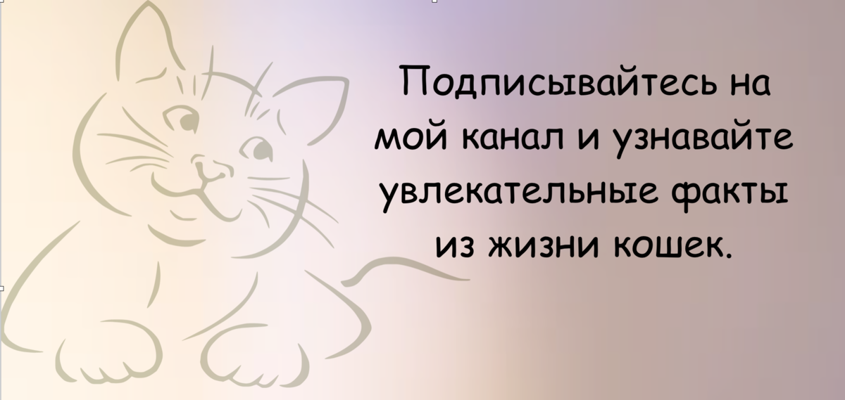 Котов много не бывает
