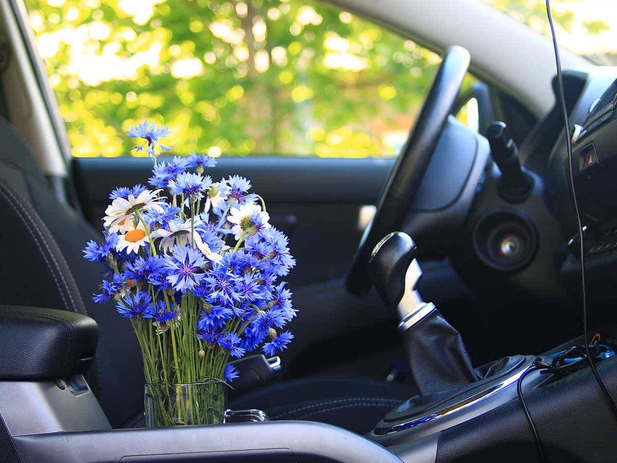 Машина с цветами. Красивые цветы в машине. Букет ромашек в салоне машины. Автомобиль без запаха