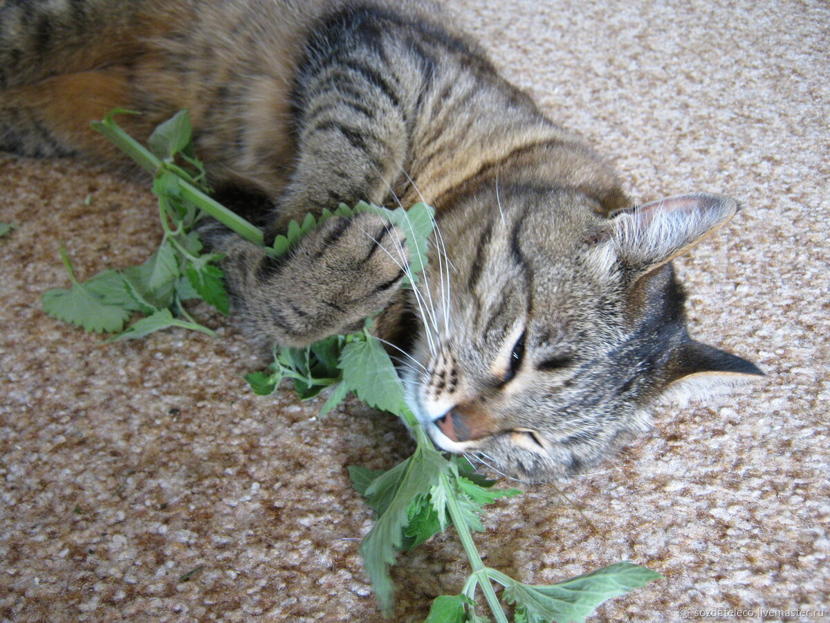 Кошачья мята фото и описание растения