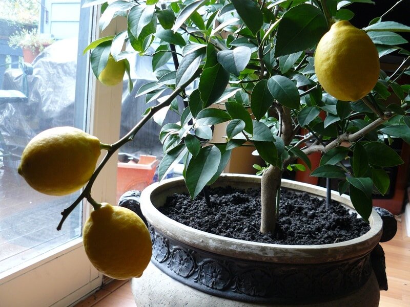 Когда начинает плодоносить лимон в домашних условиях | Идеальный огород | Дзен