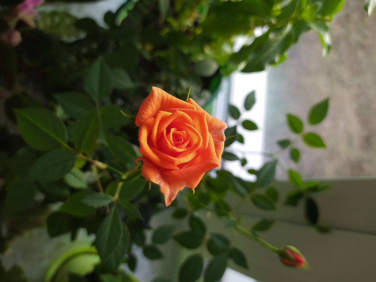 Роза кордана