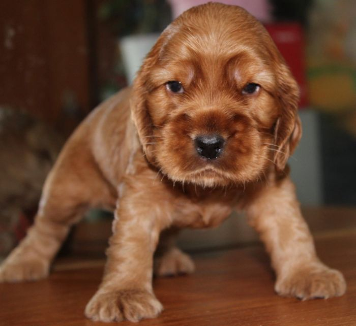 Щенок кокер спаниеля 1 месяц. Кокер спаниель черный щенок 1 месяц. Щенок английского кокер спаниеля 1 месяц. Щенок кокер спаниеля 1 месяц. Щенки американского кокер спаниеля черные 1 месяц.