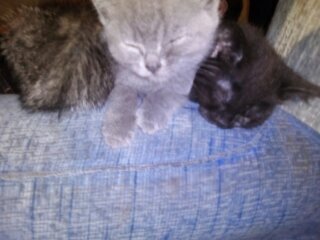 Кошечка, не хотела фотографироваться.. ))