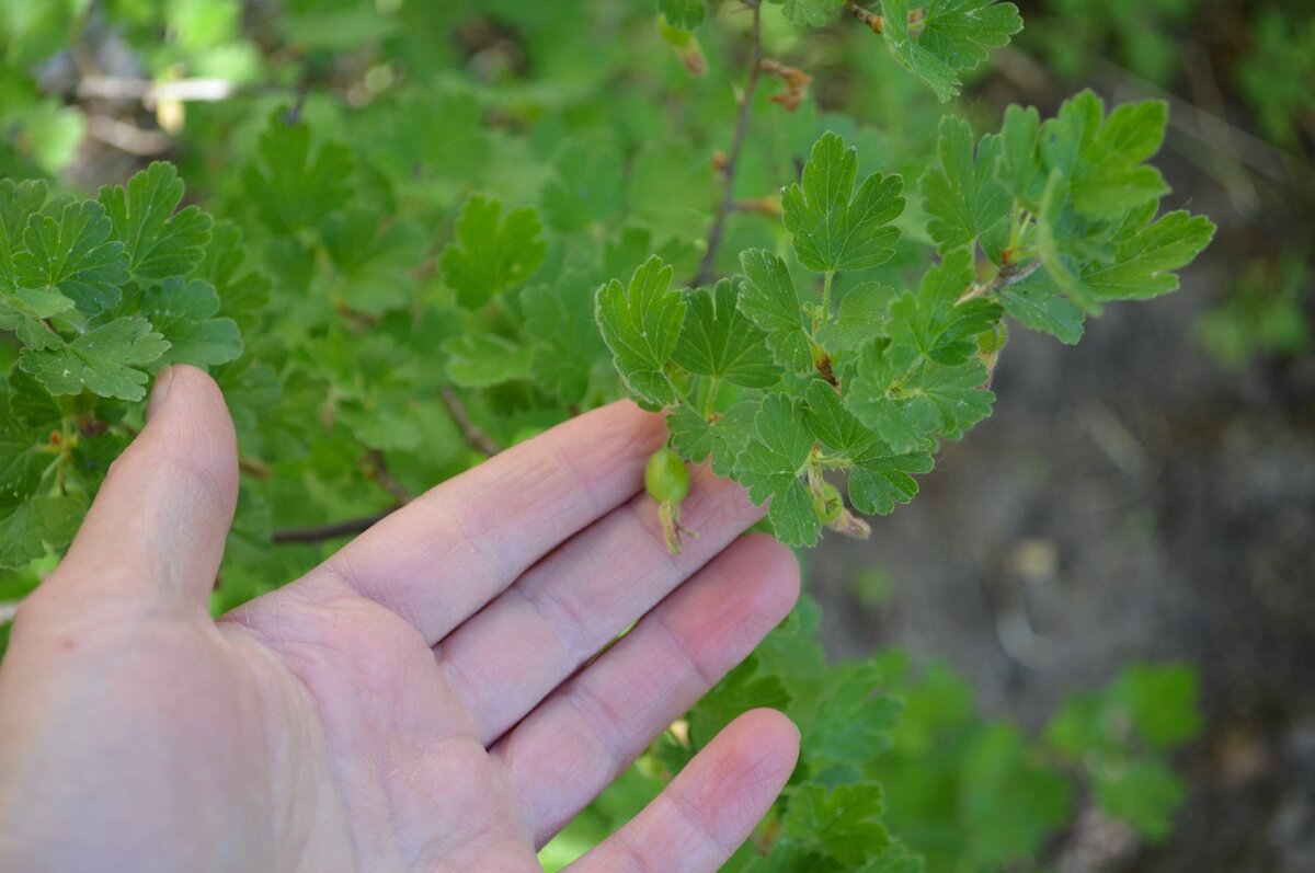 Вот такой у меня крыжовник растет в саду.