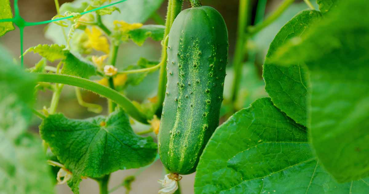 Источник: https://gardenerspath.com/plants/vegetables/cucumbers/