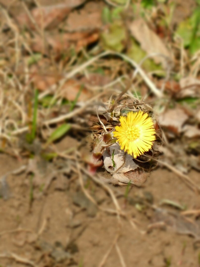 Зацвела мать -и-мачеха