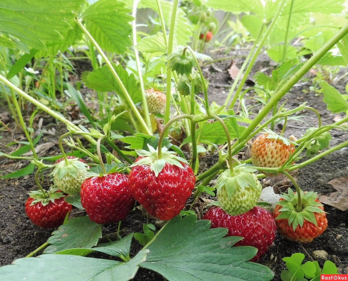 Как определить пол клубники фото