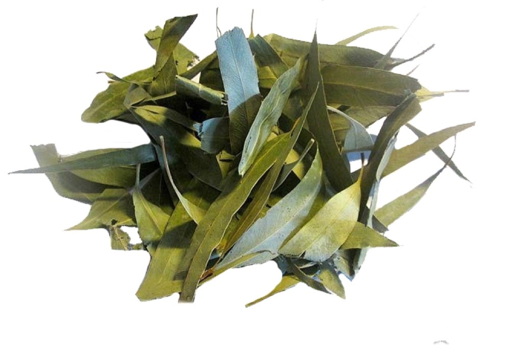 листья эвкалипта выглядят так...