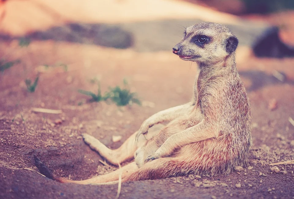 https://pixabay.com/photos/meerkat-animal-africa-desert-459171/