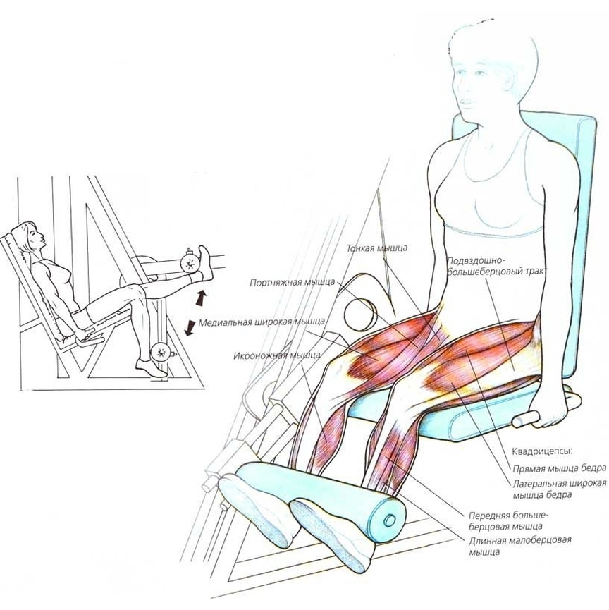 Какие мышцы работают на тренажере. Разгибание бедра в тренажере техника. Тренажер для сгибания и разгибания ног. Разгибания ног в тренажере группы мышц. Разгибание ног в тренажере схема.