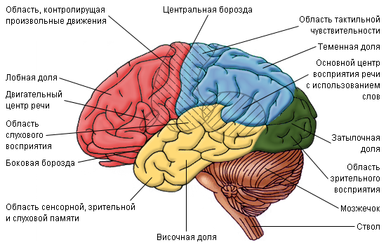 Как устроен мозг человека и каковы его функции? | Блог 4brain