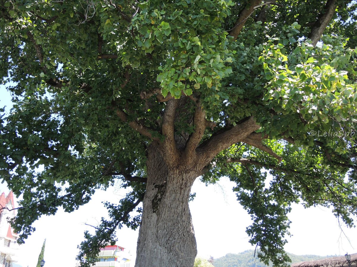 Фото из личного архива. Тюльпанное дерево