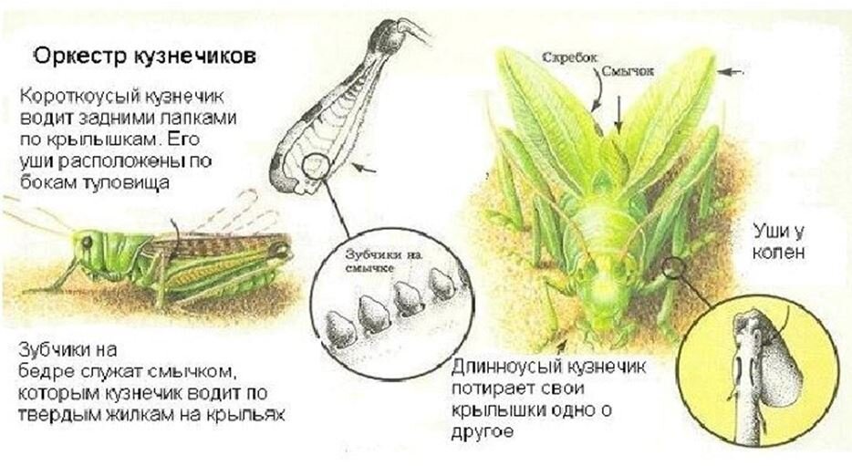 Ход занятия.