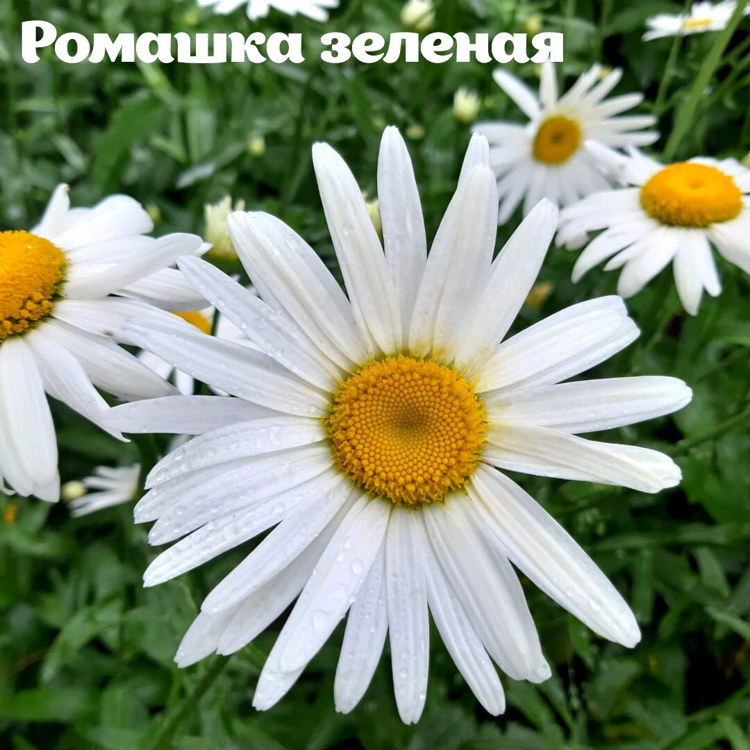 Растение похожее на ромашку. Остеоспермум капская маргаритка. Как ромашка но не ромашка. Как ромашка но не ромашка. Ромашки дейзи флауэр.