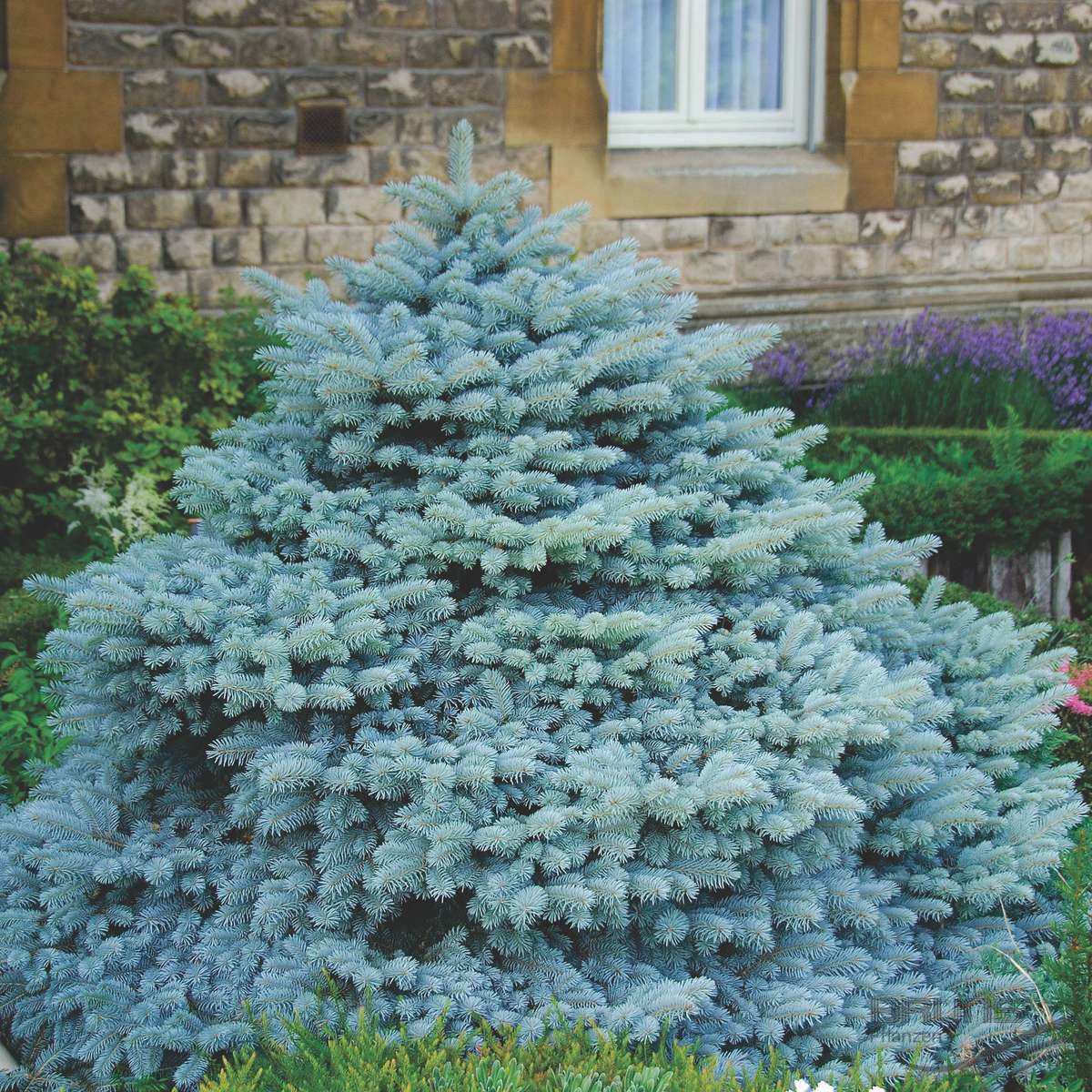 Ель колючая glauca. Глаука Глобоза. Ель Глаука Глобоза. Ель колючая glauca globosa. Picea pungens glauca globosa ель колючая Глаука Глобоза.