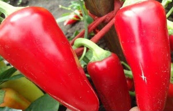 Сорт Ласточка