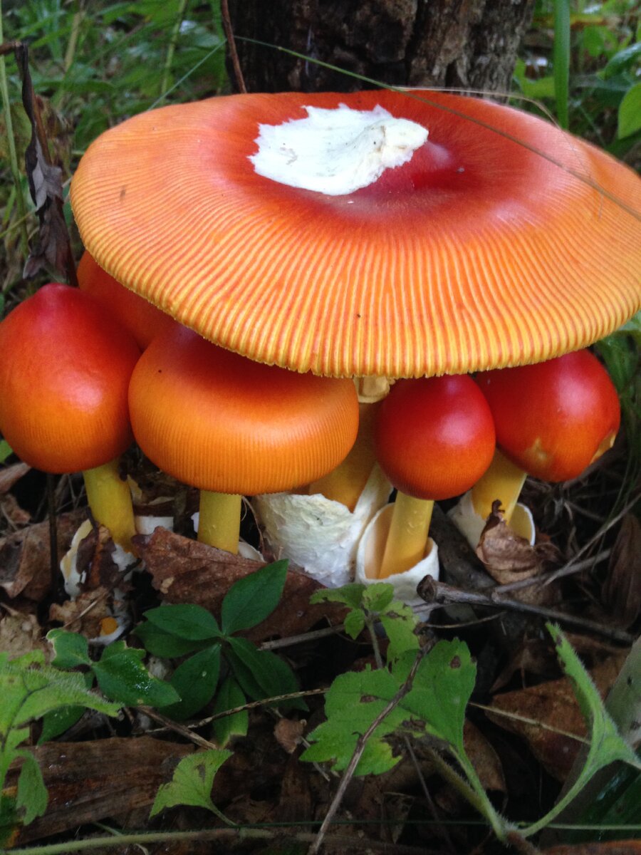 Amanita hemibapha, фото Ирины Павленко