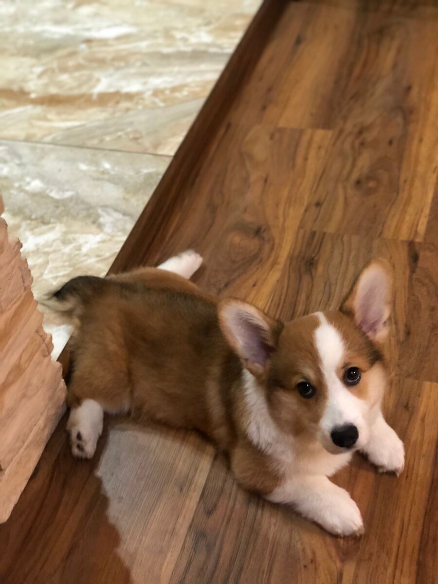 Коржик пытается делать шпагат. Наши корги по-всякому умеют!