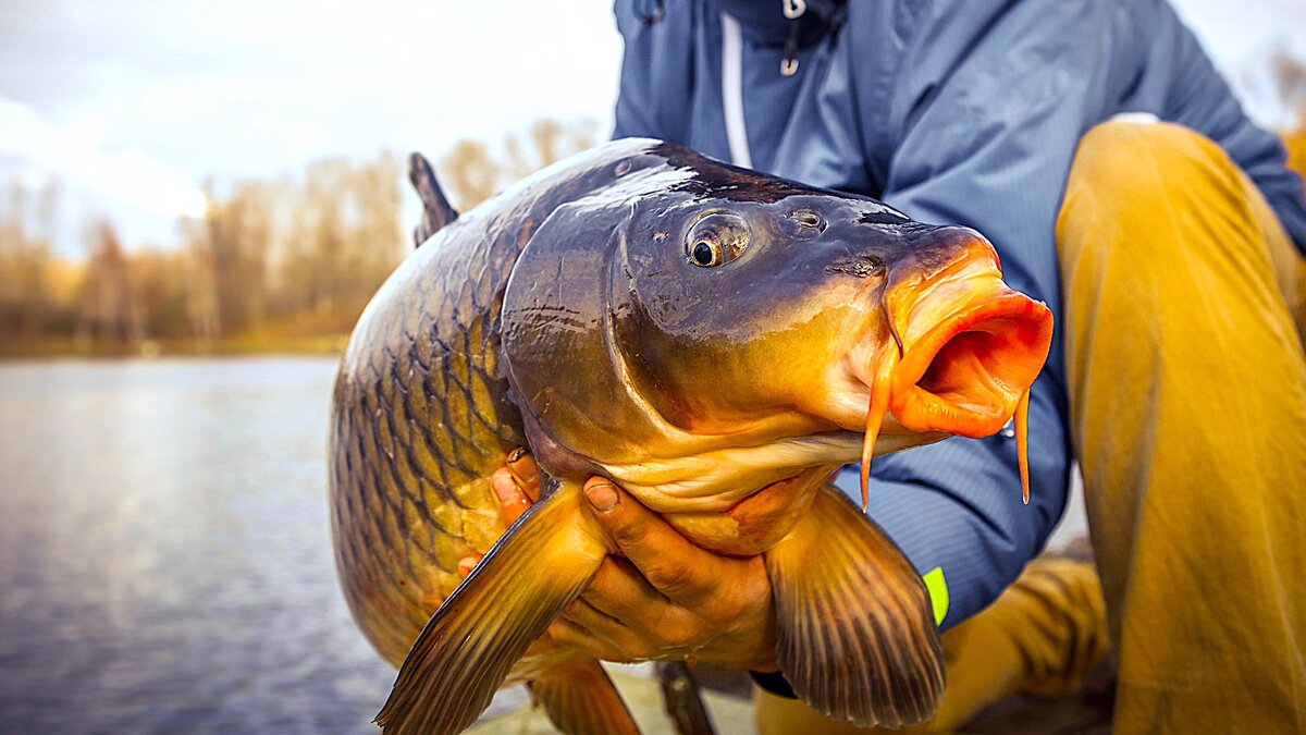 Сазан-красавчик!