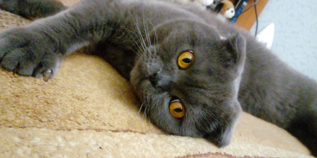 Сухой корм для кота, как для нас бичпакеты?! Когда коту масленница?